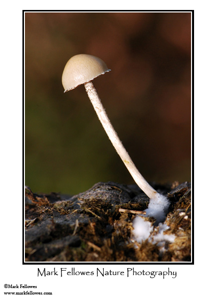 Unidentified fungus